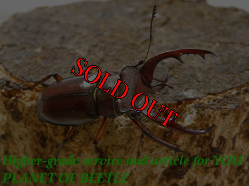 お届けする参考♂45mm です。