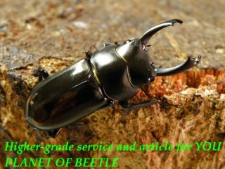 クワガタ カブトムシ レア種 飼育用品 通販専門店 PLANET OF BEETLE