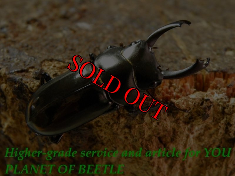 お届けする♂実物です。