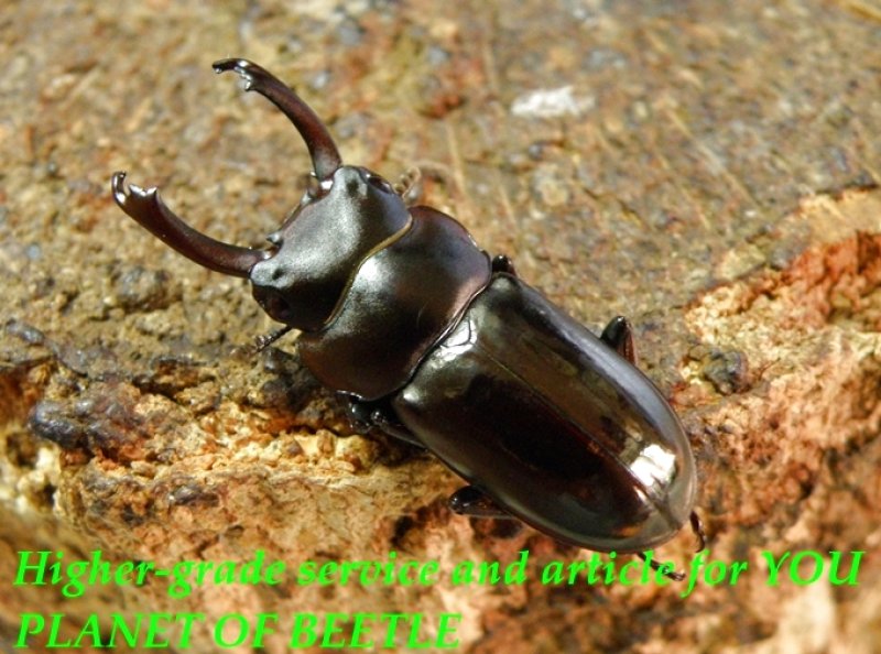 お届けする♂実物です。