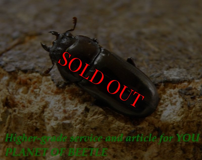 お届けする♀実物です。