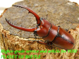 6/30ネパール・中国・台湾産 - PLANET OF BEETLE