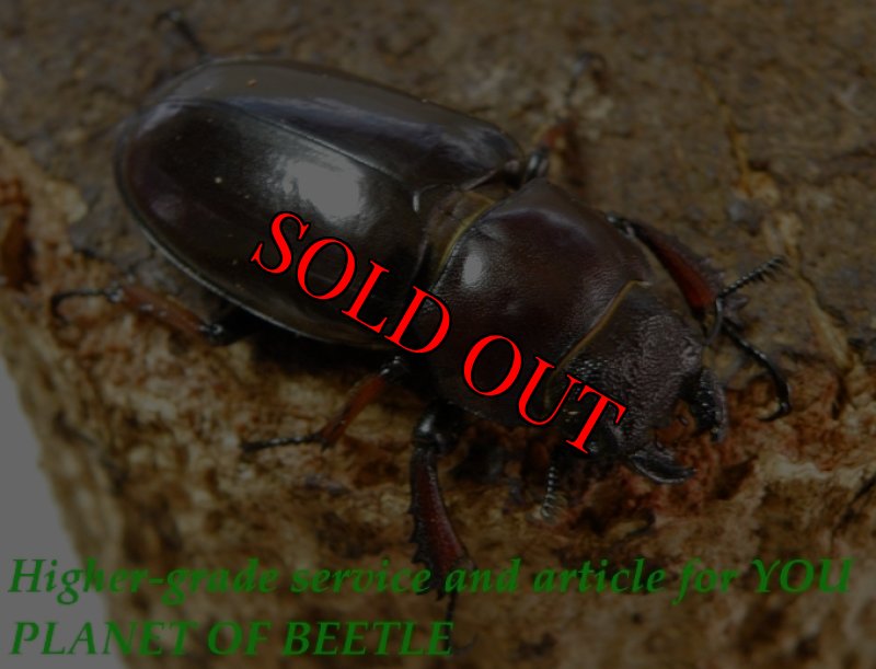 お届けする♀実物です。