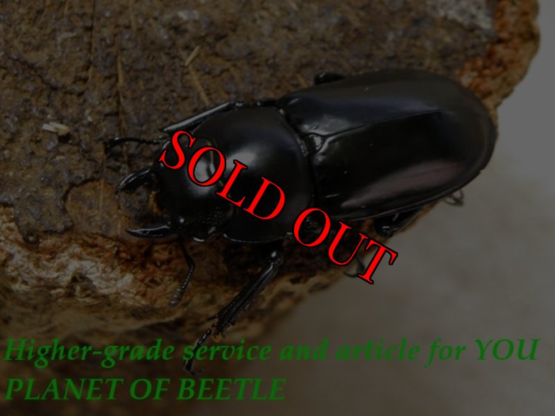 お届けする♀実物です。