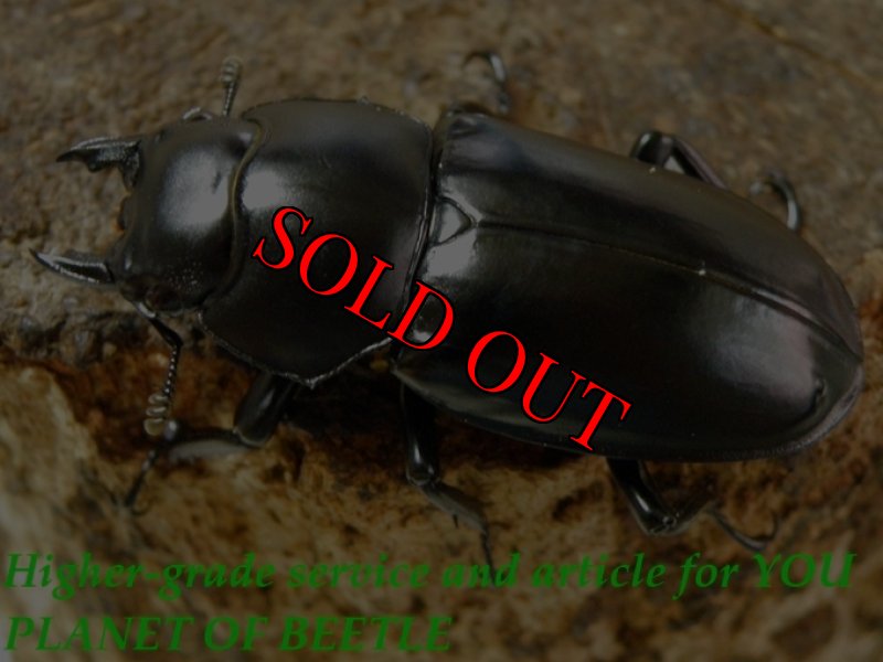 お届けする♀実物です。