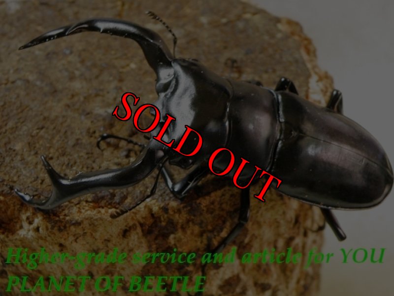 お届けする♂実物です。