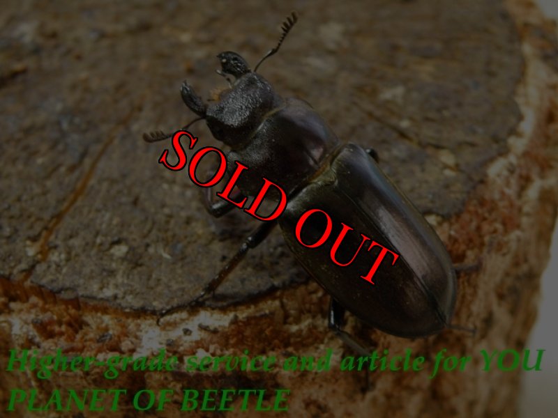 お届けする♀実物です。