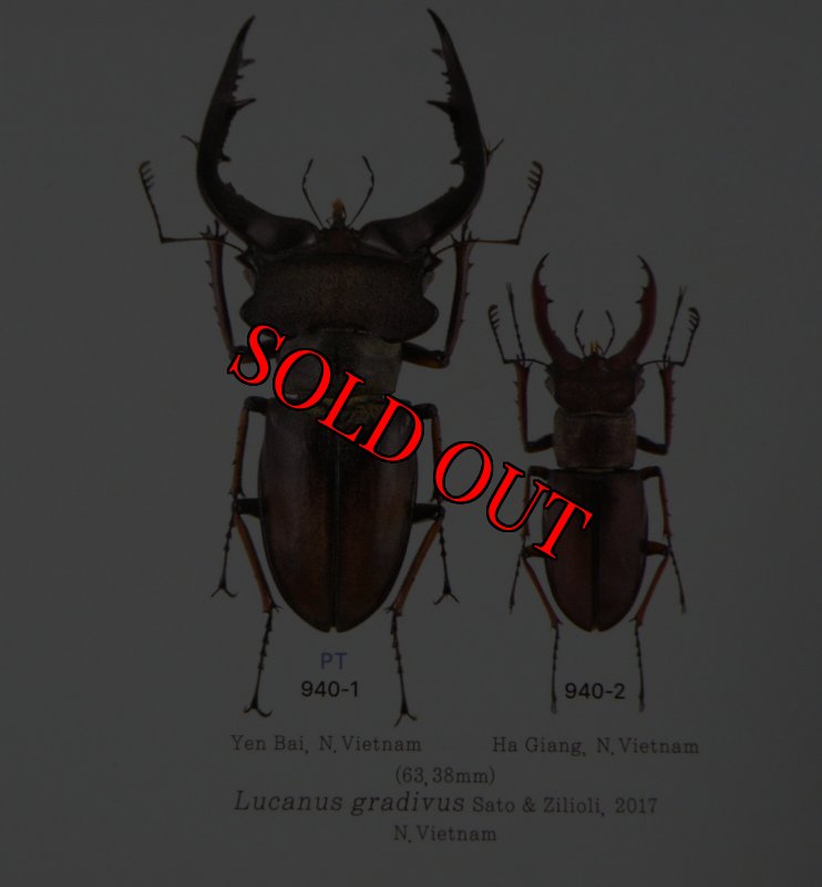 出典：LUCANIDAE OF THE WORLD