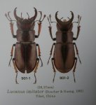 出典：LUCANIDAE OF THE WORLD