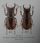 出典：LUCANIDAE OF THE WORLD