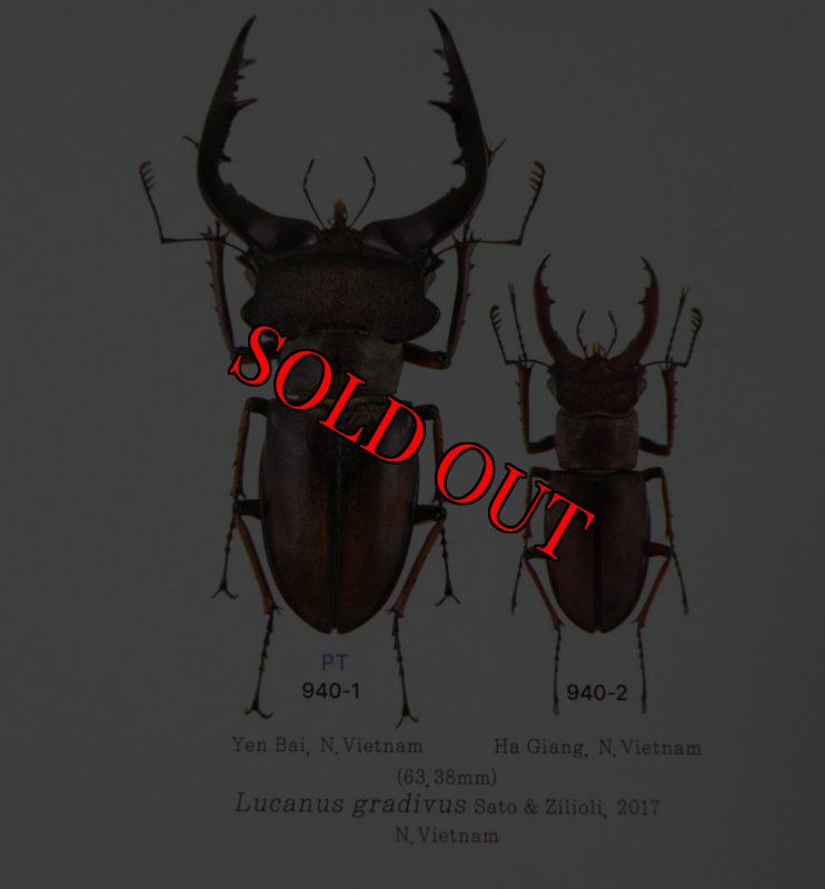 出典：LUCANIDAE OF THE WORLD