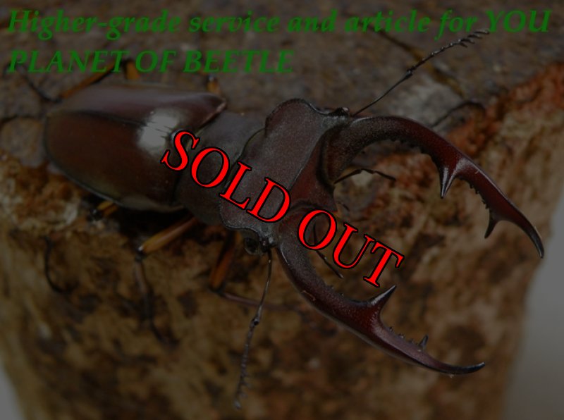 お届けする参考♂53mmです。