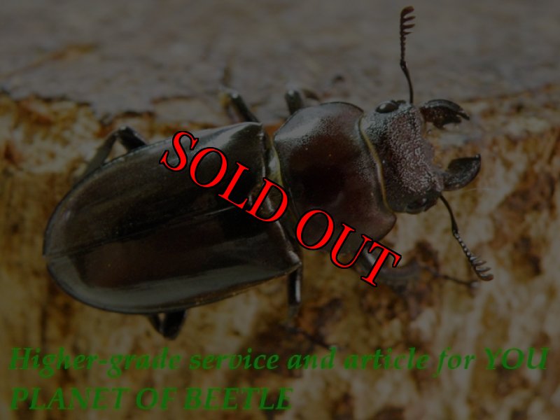 お届けする参考♀31mmです。