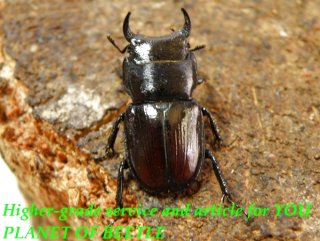 8/10韓国天然キンオニクワガタ♂28mm♀20mm完品ペア - PLANET OF