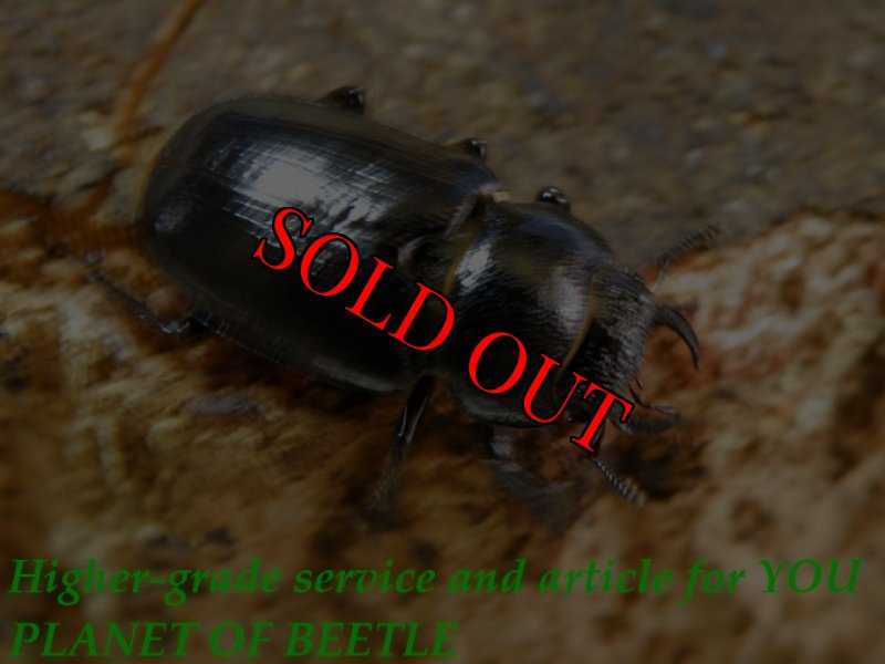 お届けする♀実物です。