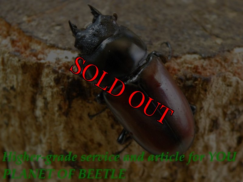 お届けする♀実物です。