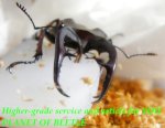 食事中の♂53mmです。