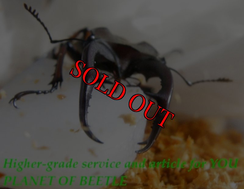 食事中の♂53mmです。