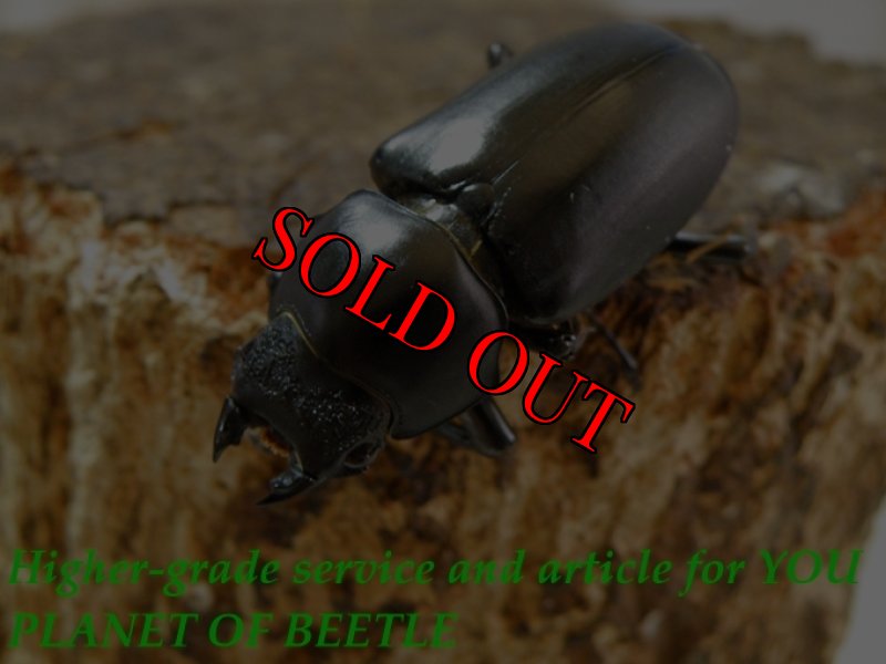 お届けする♀39mm実物です。