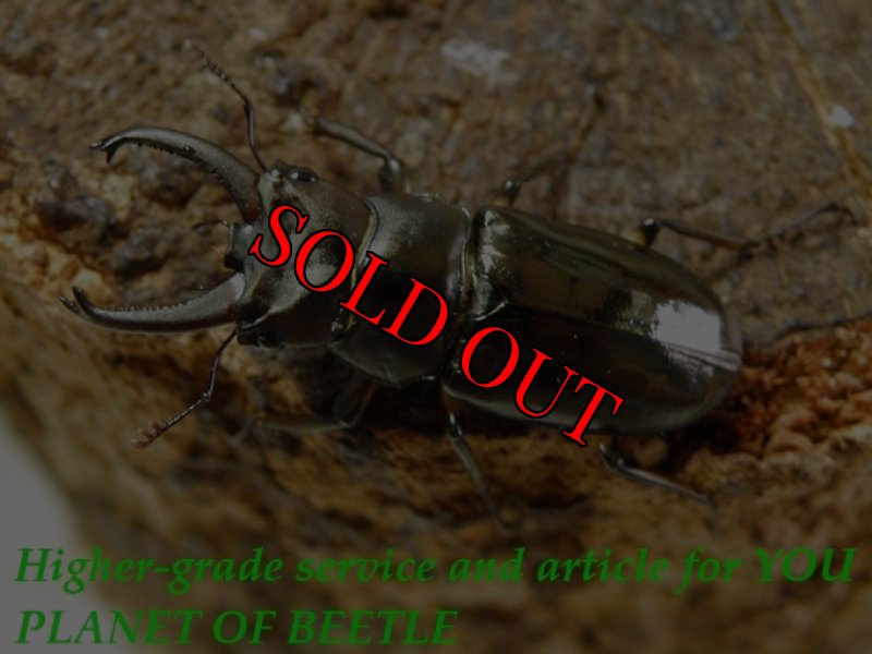 お届けする♂実物です。