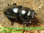 ♀参考画像です。