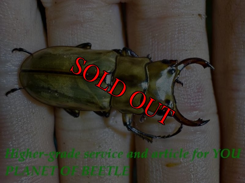 こちらは参考♂画像です。