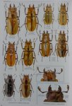 出典：stag beetles of china III