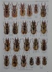 出典：stag beetles of china III