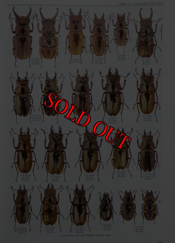 出典：stag beetles of china III