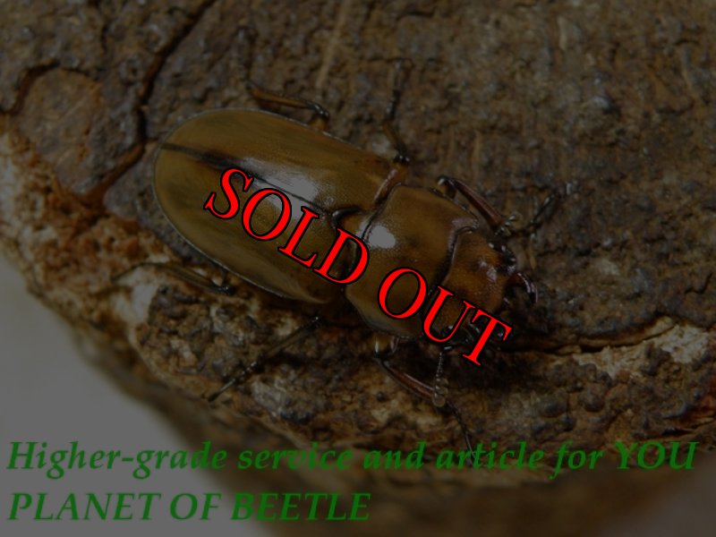 お届けする参考♀22mmです。