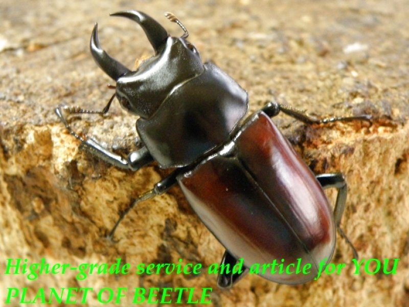 お届けする♂37mm実物です。