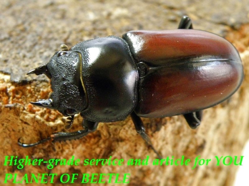 お届けする♀35mm実物です。