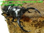 一番小さい♂62mm実物です。