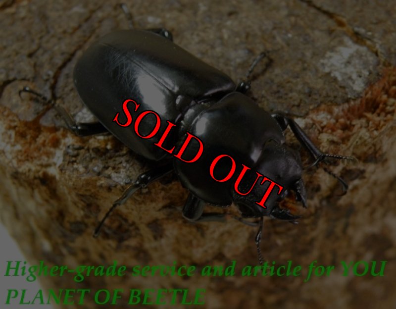 お届けする♀実物です。