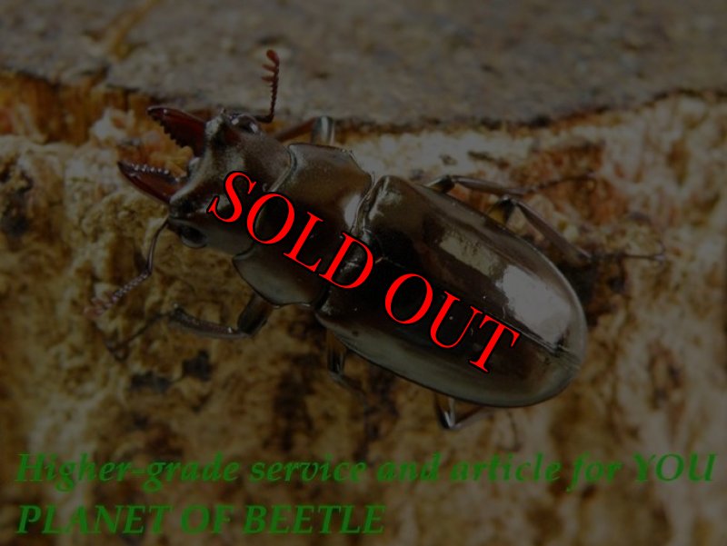 お届けするオマケ♂実物です。