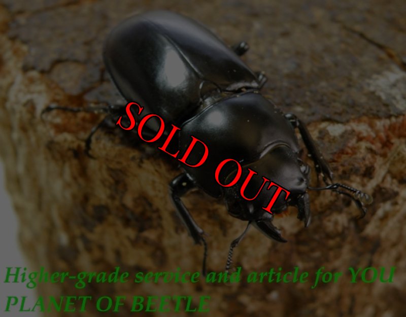 お届けする♀実物です。