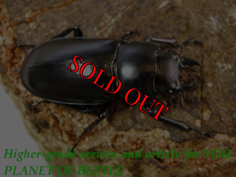 お届けする♀実物です。