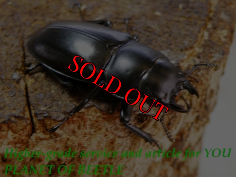 お届けする♀実物です。