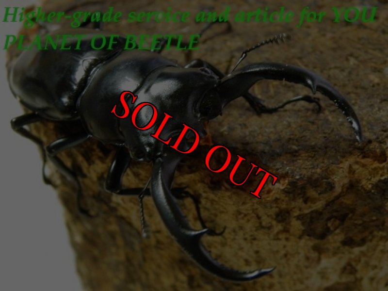 お届けする♂実物です。