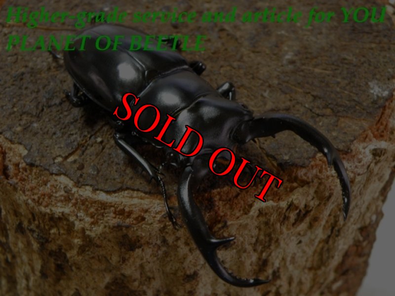 お届けする♂実物です。