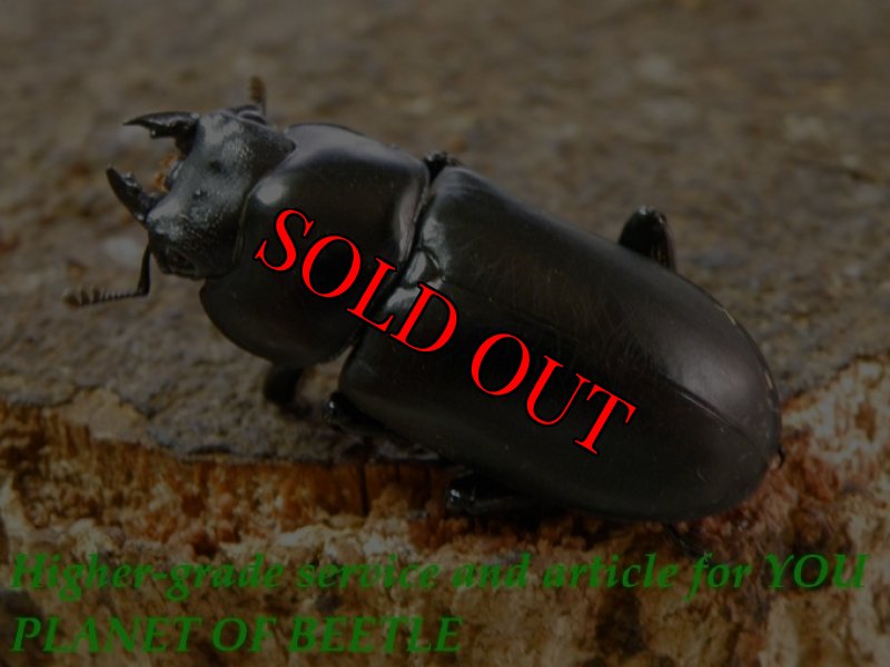 お届けする♀実物です。