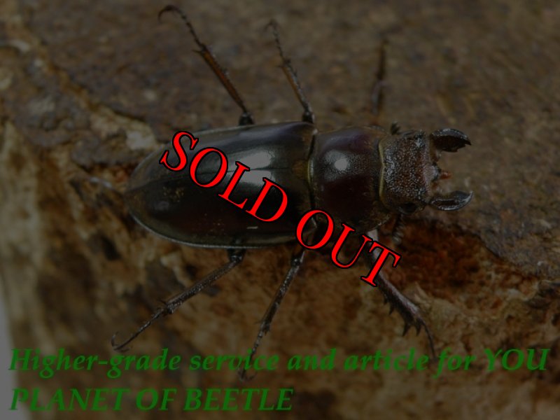 お届けする♀実物です。