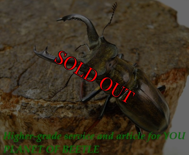 お届けする♂51mm実物です。