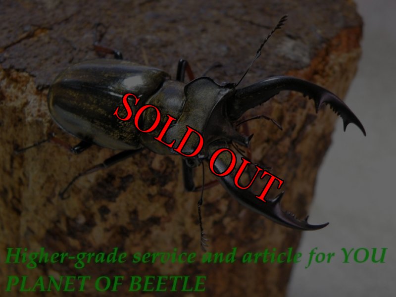 お届けする♂56mm実物です。