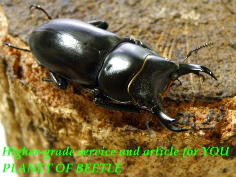 お届けする♂34mm実物です。