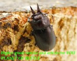 お届けする♀実物です。