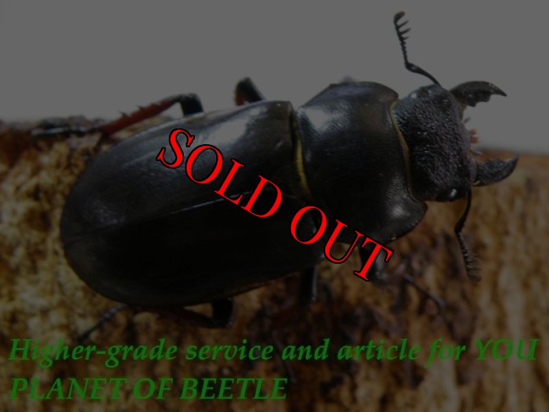 お届けする♀実物です。