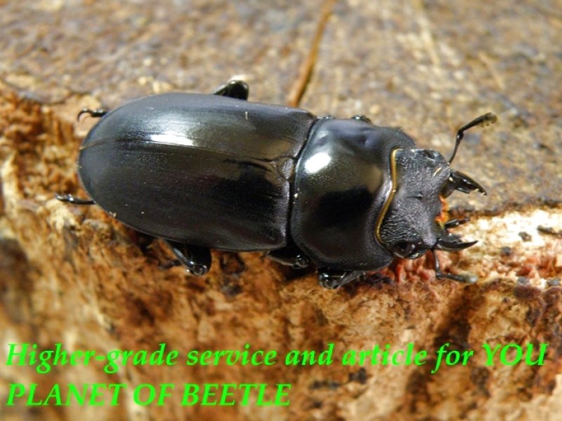 お届けする♀26mm実物です。