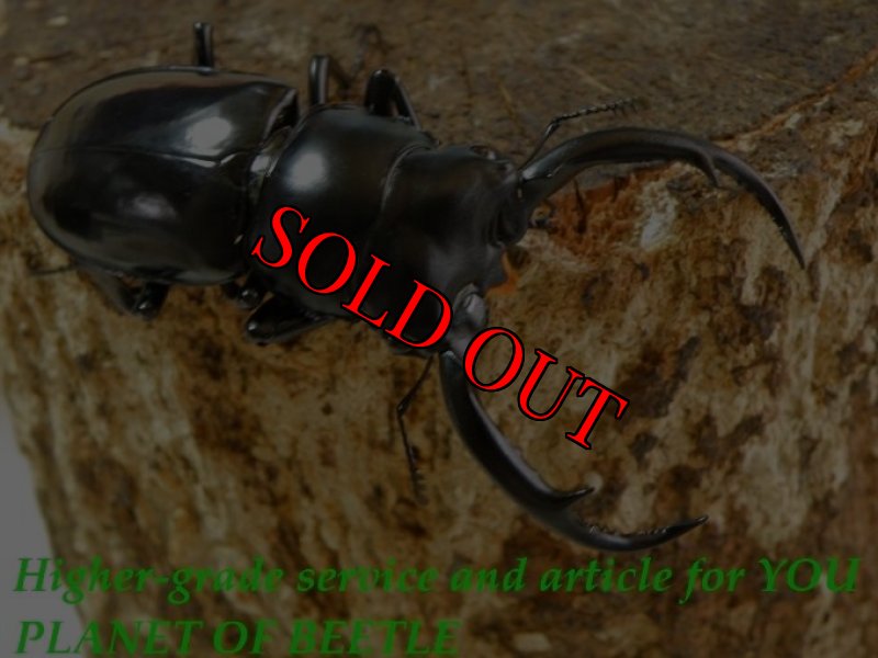 お届けする♂実物です。