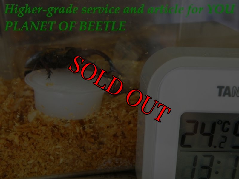 直寺中の♂画像です。